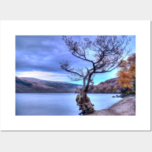 Tree at Firkin Point, Loch Lomond, Scotland Posters and Art